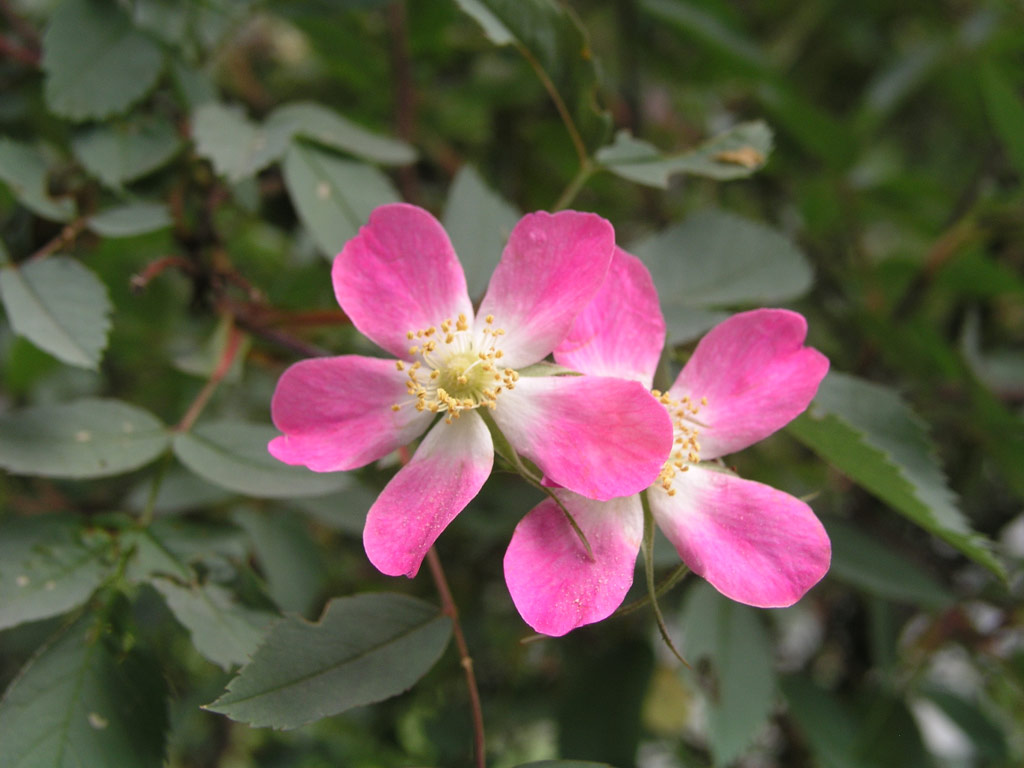 růže Rosa glauca