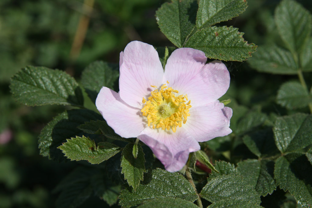 růže Rosa glutinosa