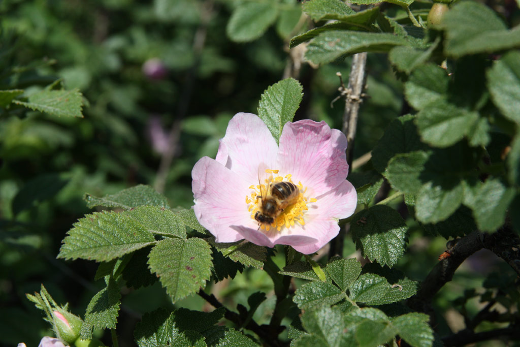 růže Rosa glutinosa