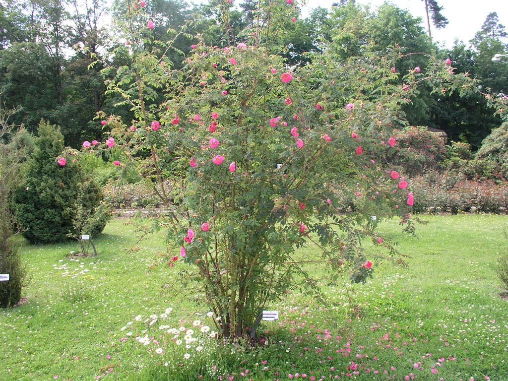 růže Rosa holodonta