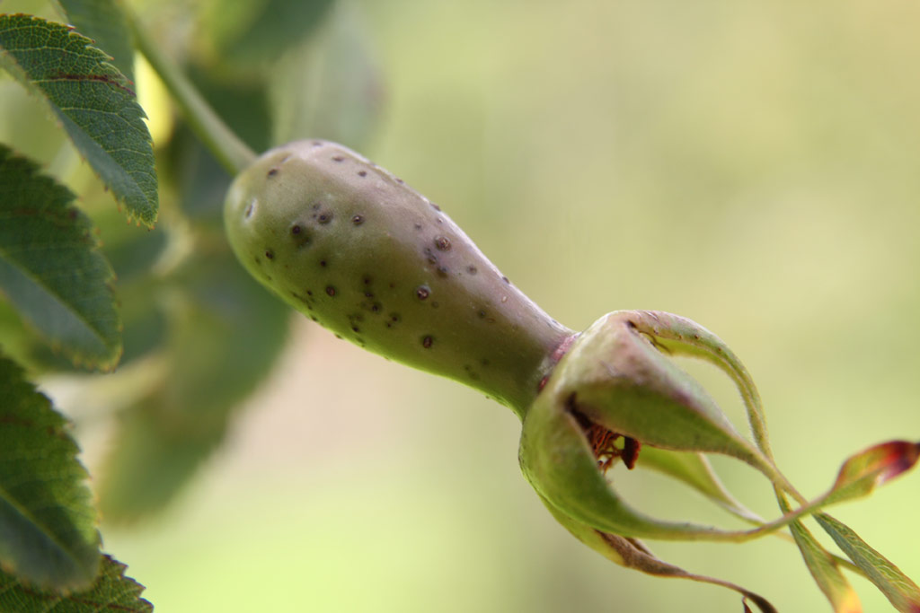 růže Rosa holodonta