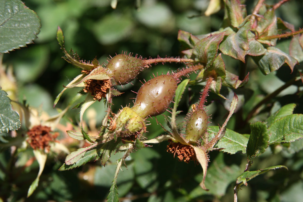 růže Rosa holodonta