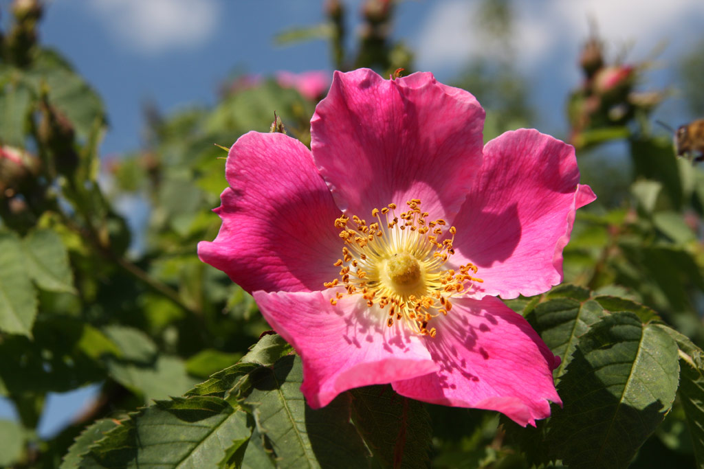 růže Rosa jundzillii