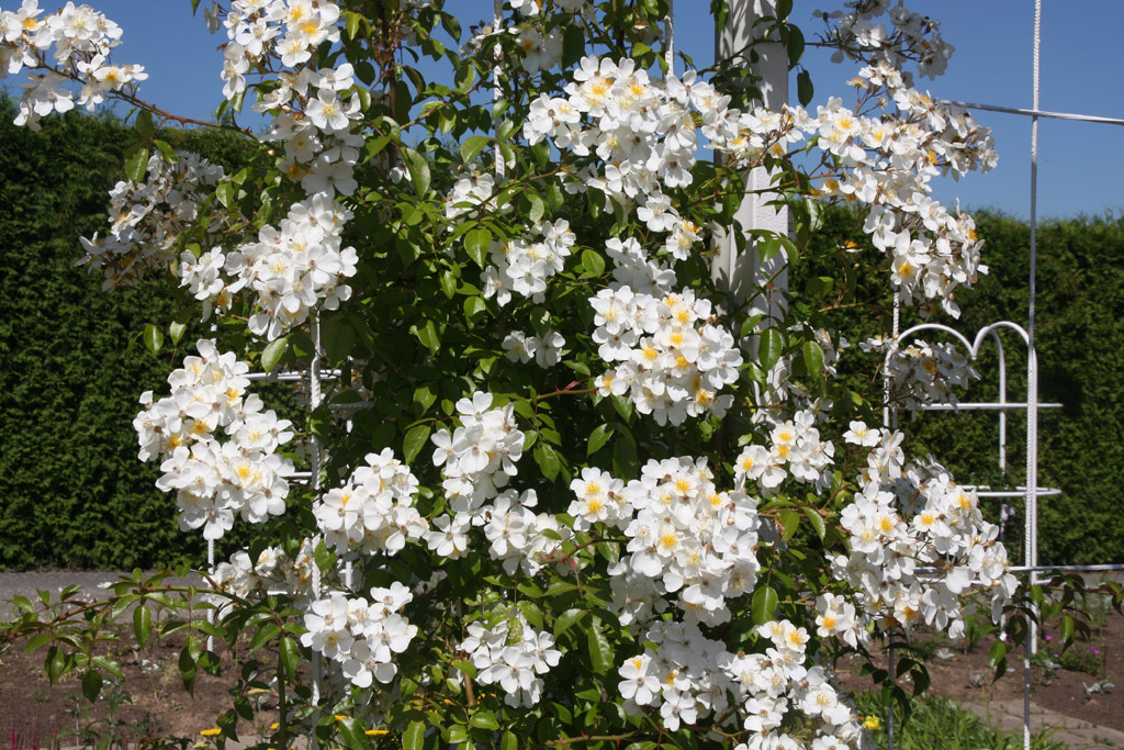růže Rosa longicuspis