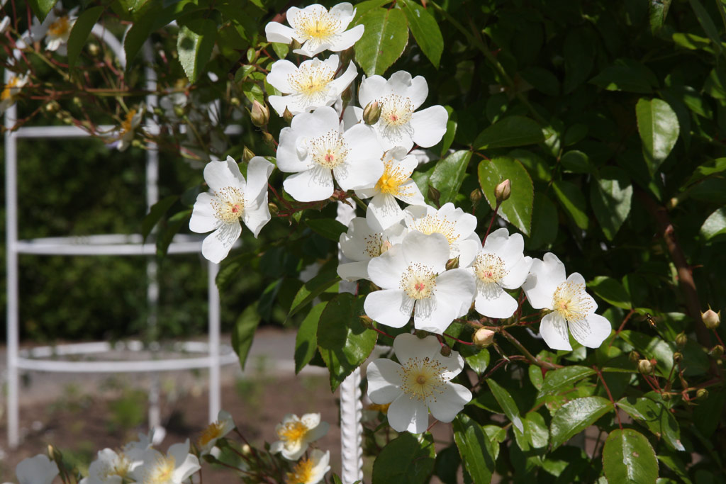růže Rosa longicuspis