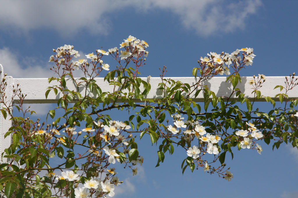 růže Rosa longicuspis
