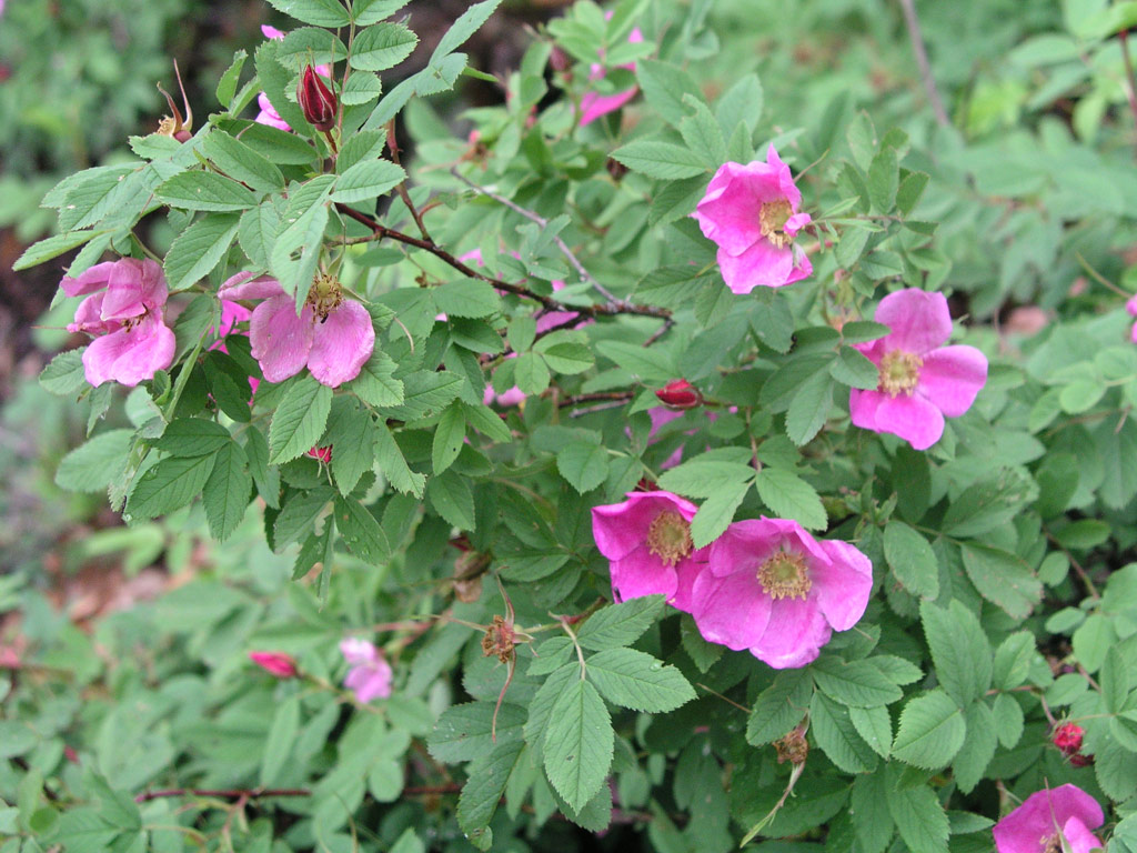 růže Rosa majalis