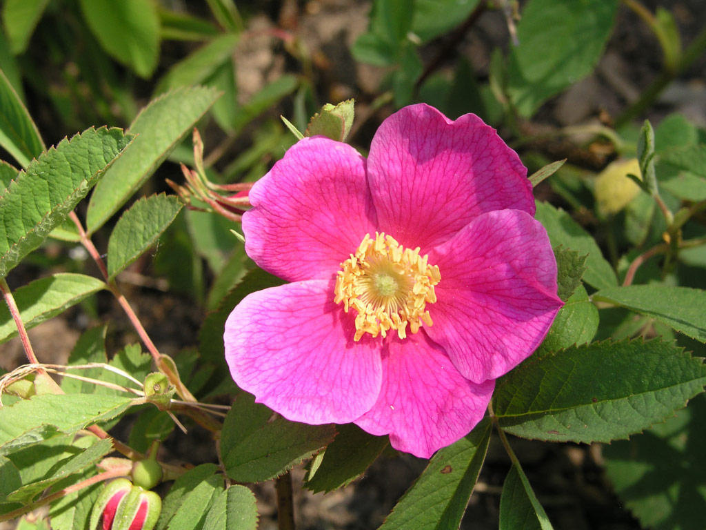 růže Rosa majalis