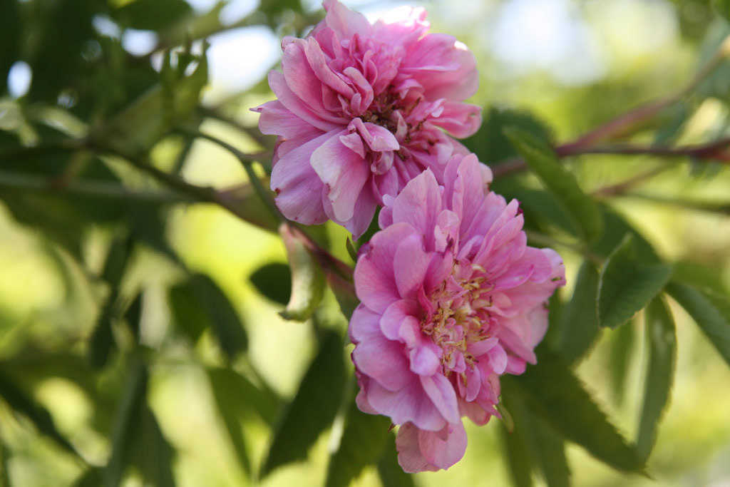 růže Rosa majalis foecundissima