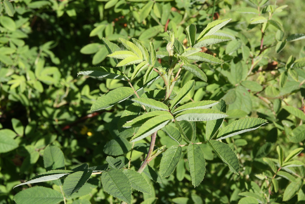 růže Rosa majalis foecundissima