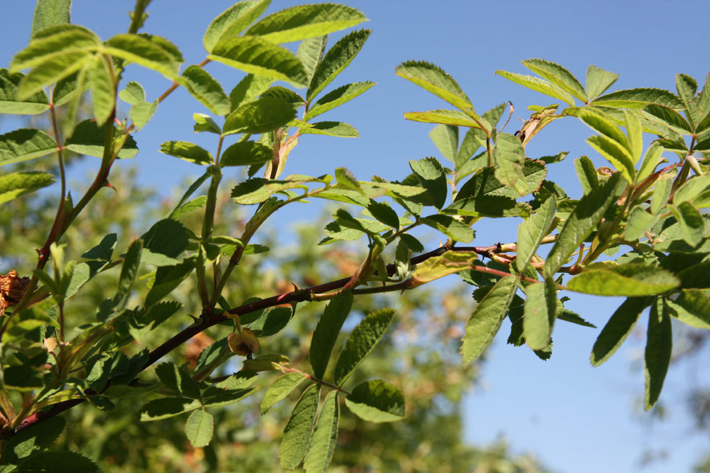 růže Rosa majalis foecundissima