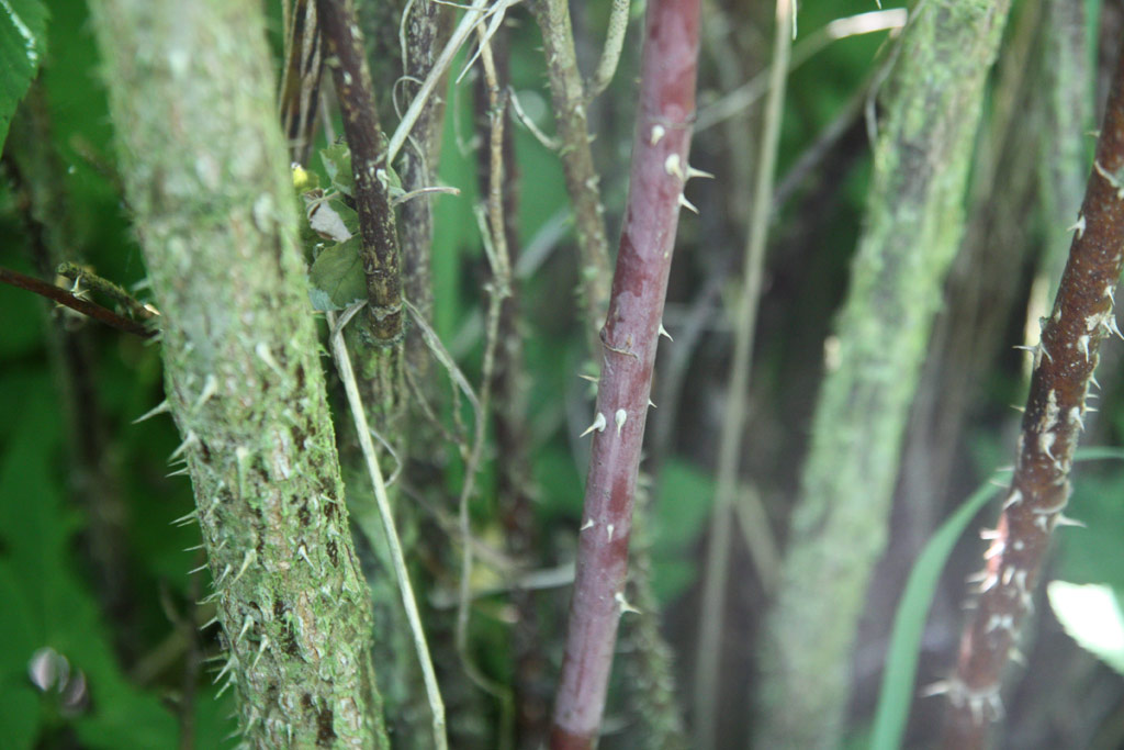 růže Rosa majalis foecundissima
