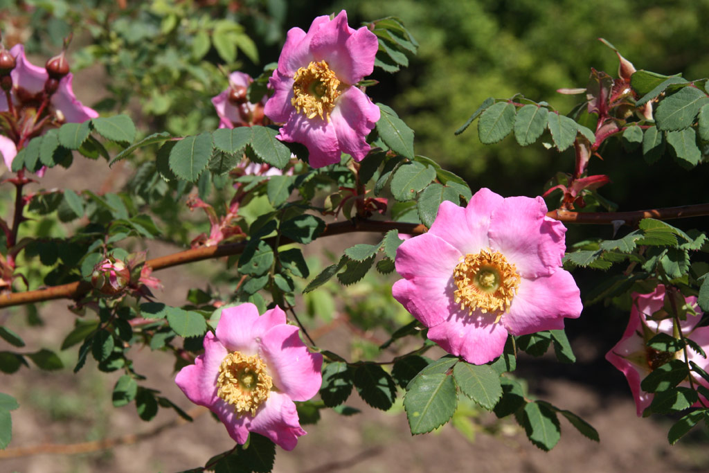 růže Rosa multibracteata