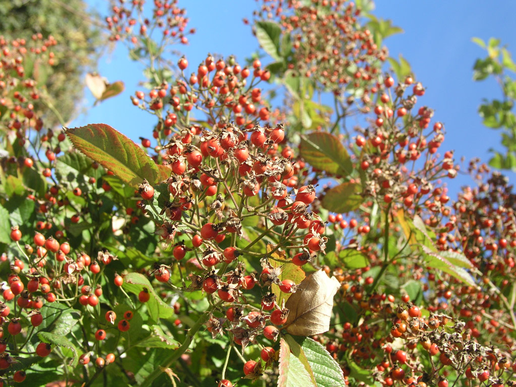 růže Rosa multiflora