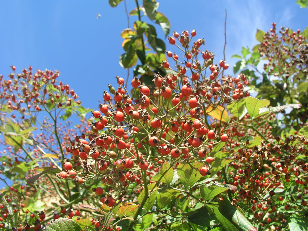 růže Rosa multiflora