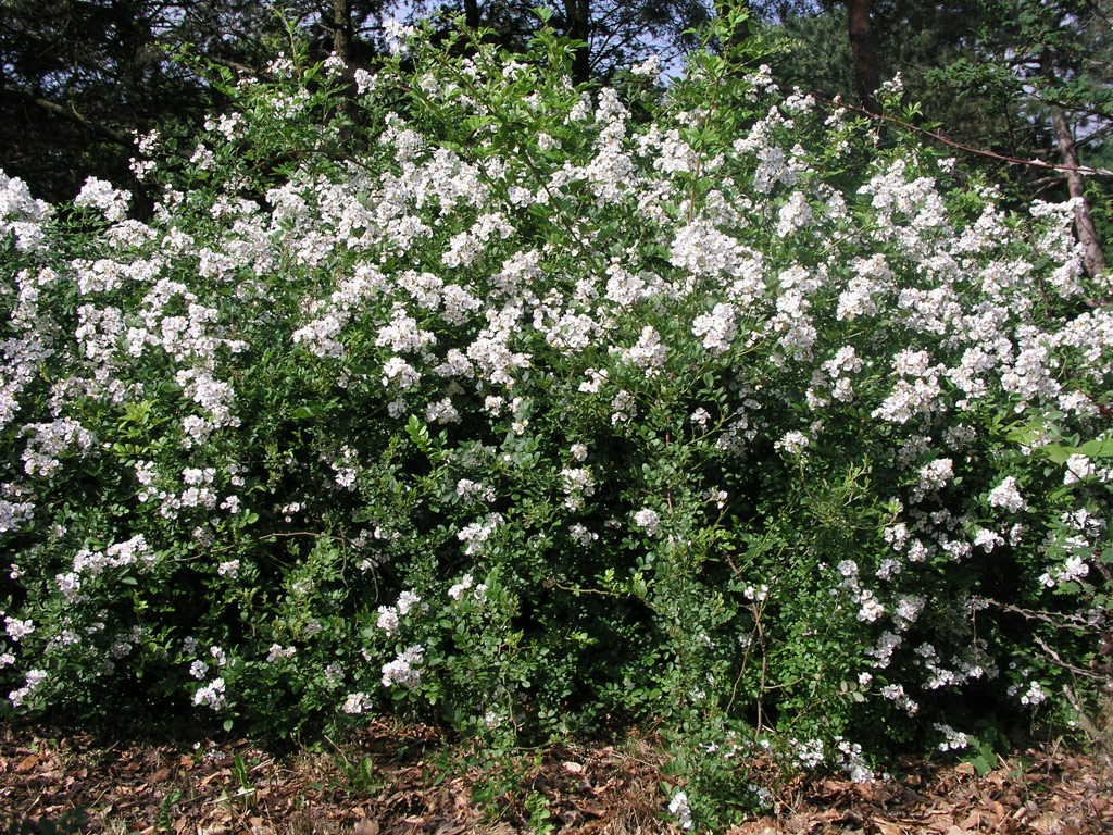růže Rosa multiflora
