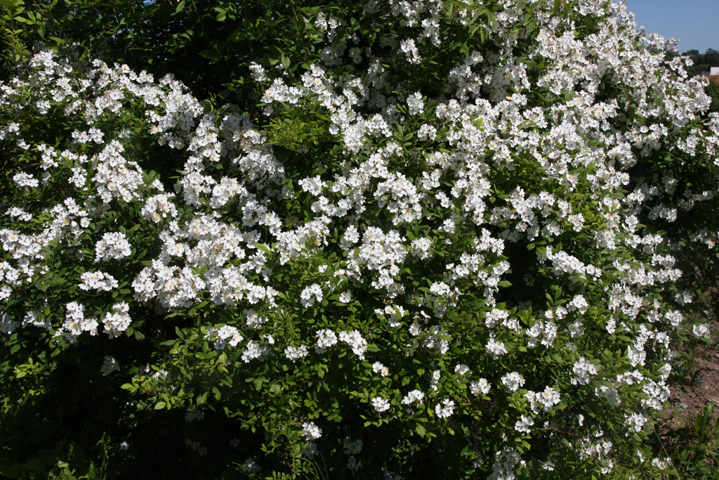 růže Rosa multiflora