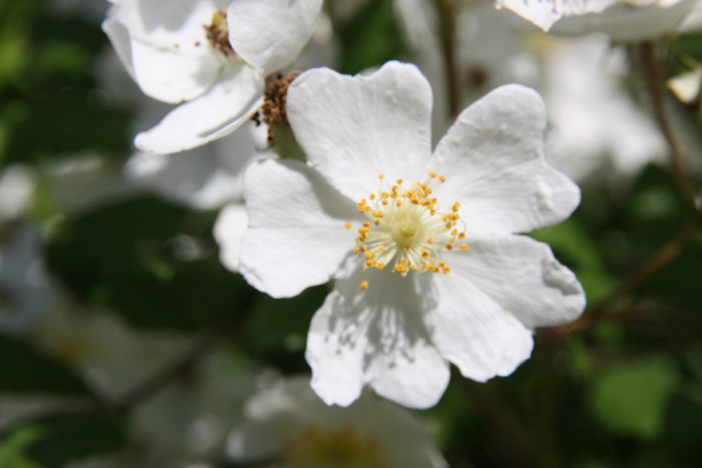 růže Rosa multiflora