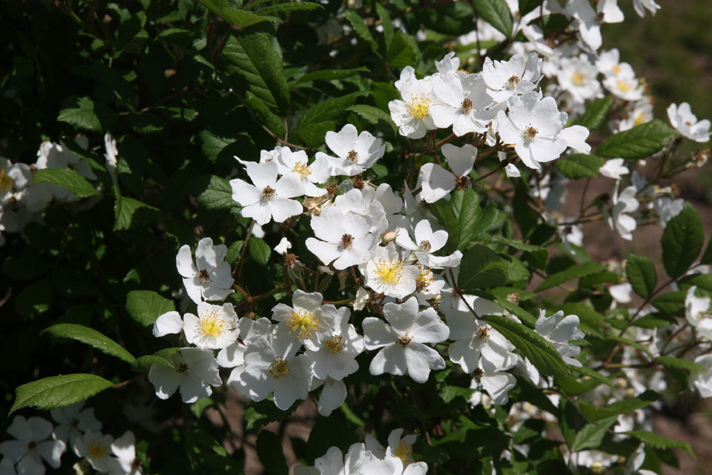 růže Rosa multiflora