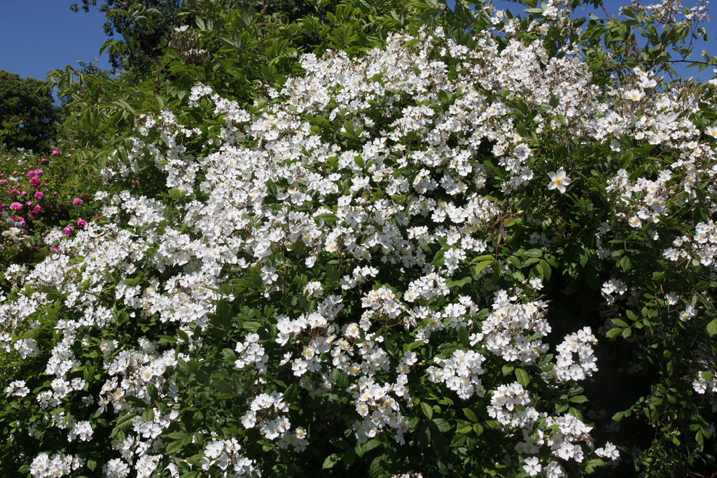 růže Rosa multiflora