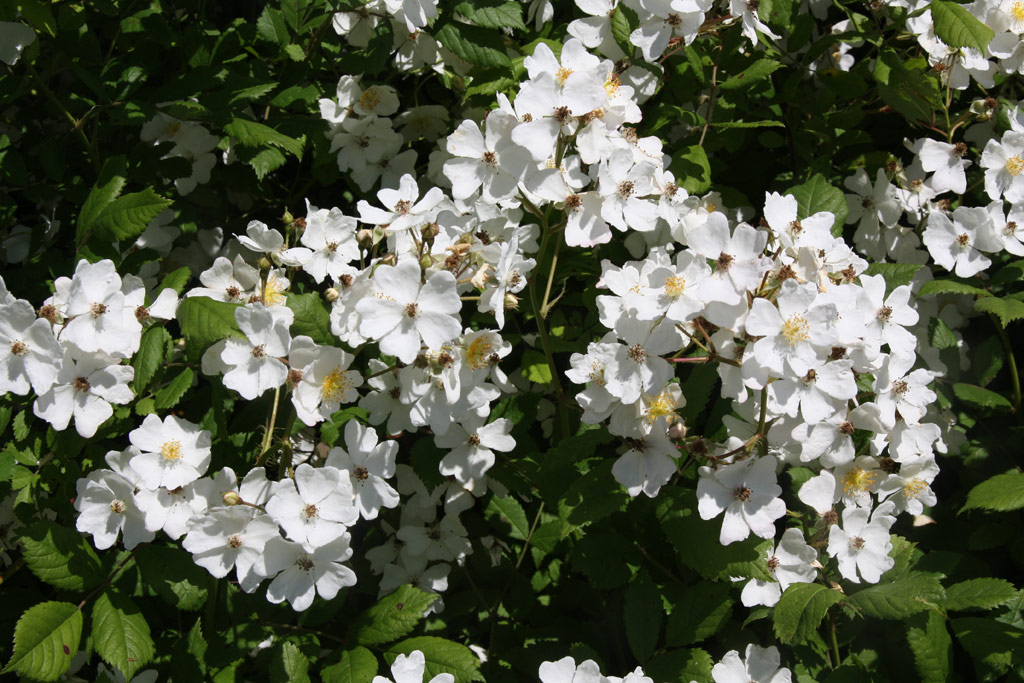 růže Rosa multiflora