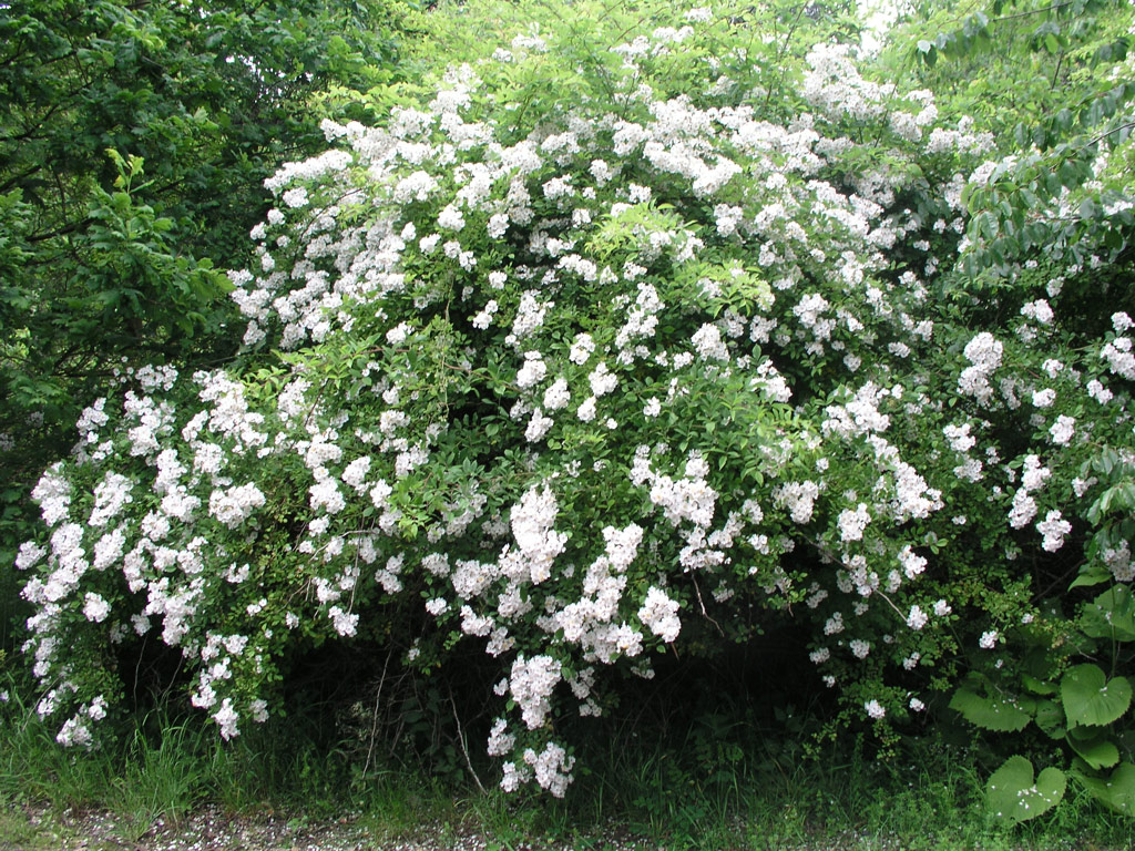 růže Rosa multiflora