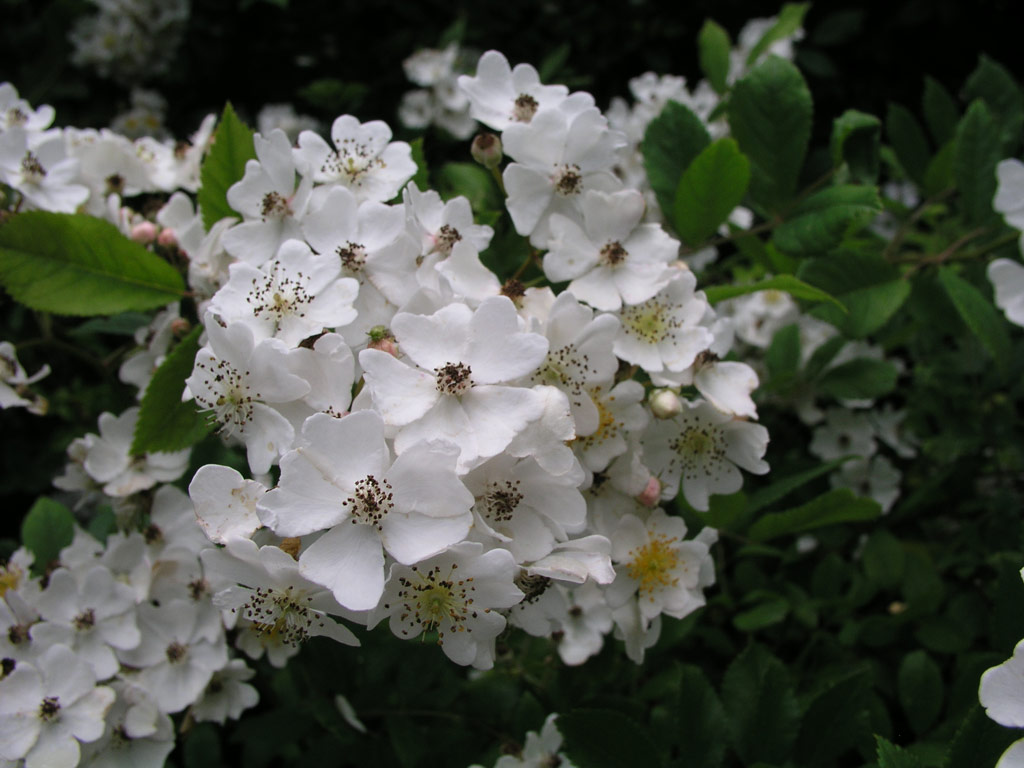 růže Rosa multiflora