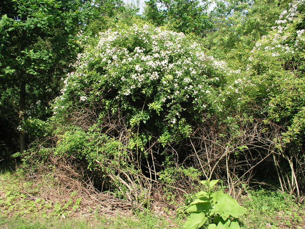 růže Rosa multiflora