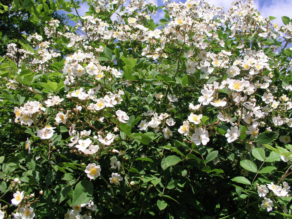 růže Rosa multiflora