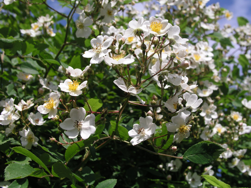 růže Rosa multiflora