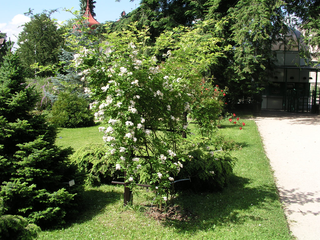 růže Rosa multiflora