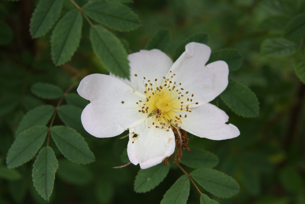 růže Rosa nipponensis