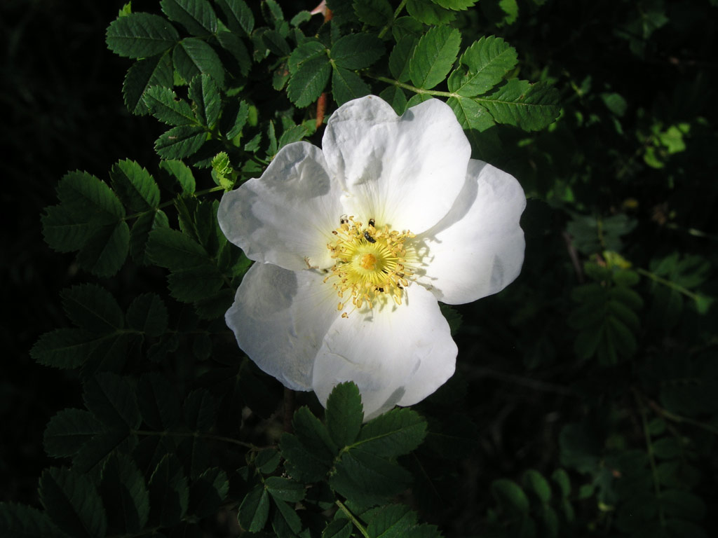 růže Rosa omeiensis