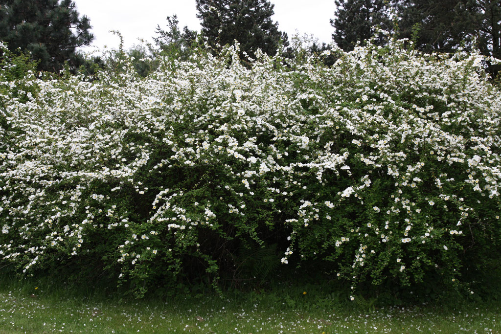 růže Rosa omeiensis