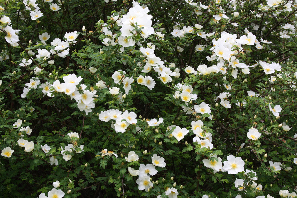 růže Rosa omeiensis