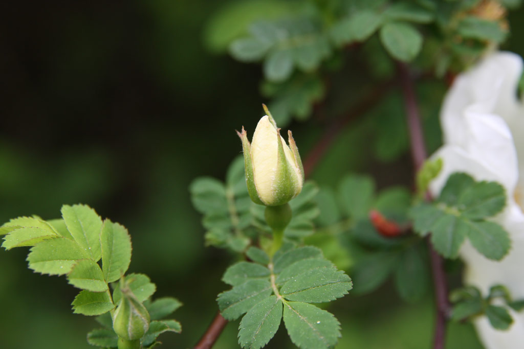 růže Rosa omeiensis