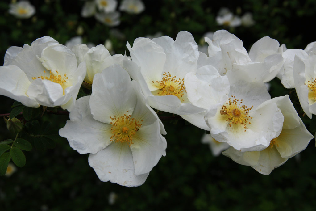 růže Rosa omeiensis