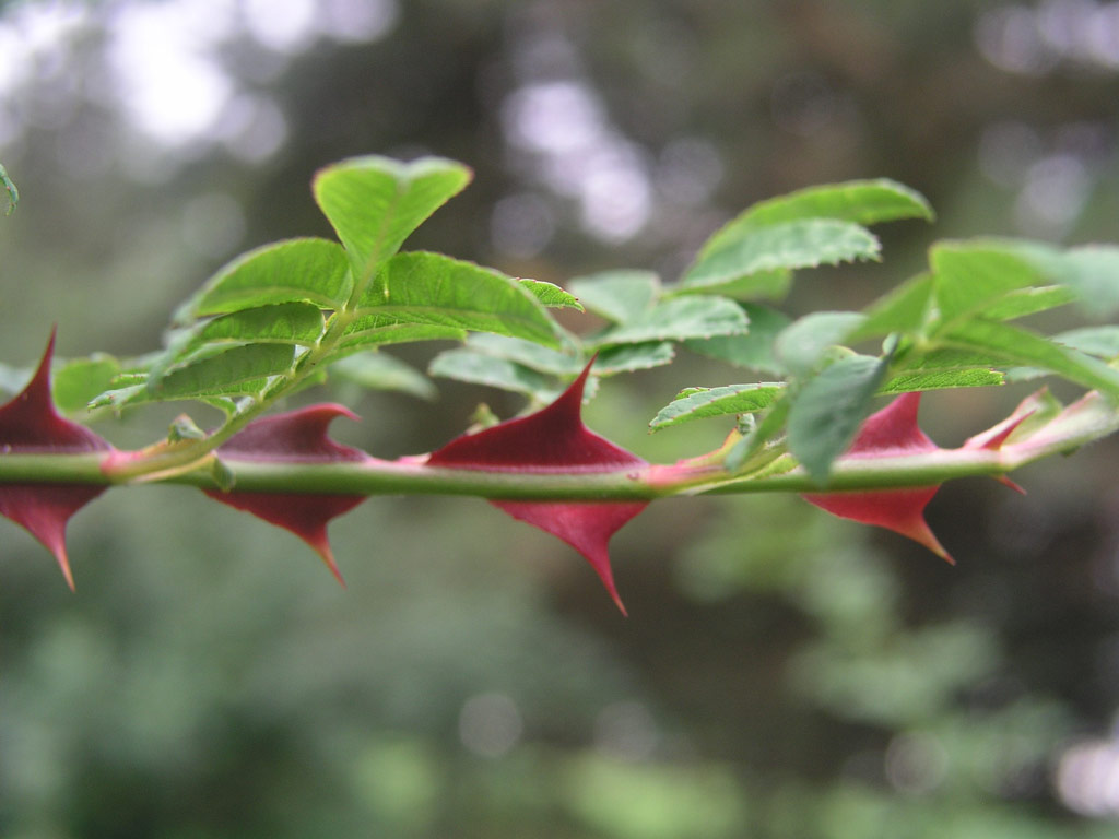 růže Rosa omeiensis var. pteracantha