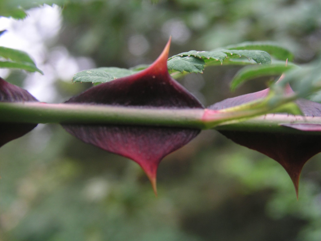 růže Rosa omeiensis var. pteracantha