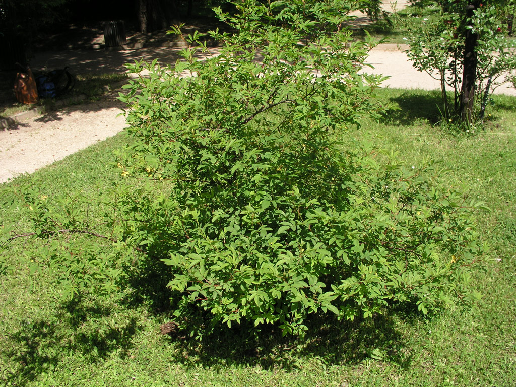 růže Rosa palustris