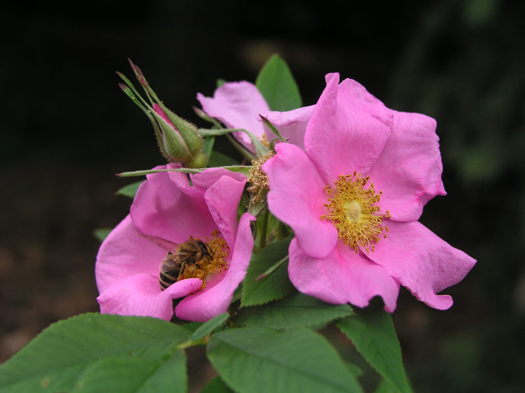 růže Rosa palustris