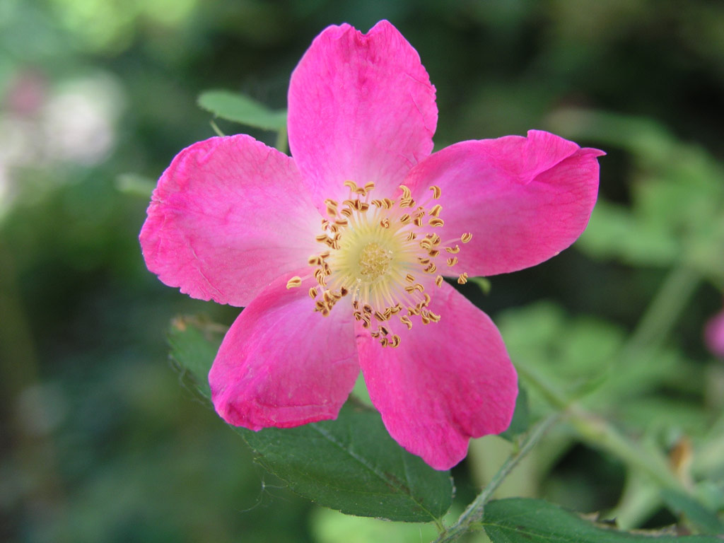 růže Rosa pendulina
