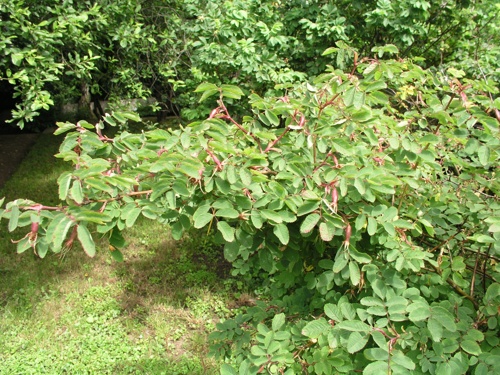 růže Rosa pendulina