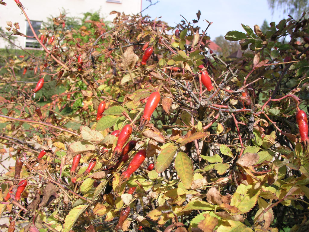 růže Rosa pendulina