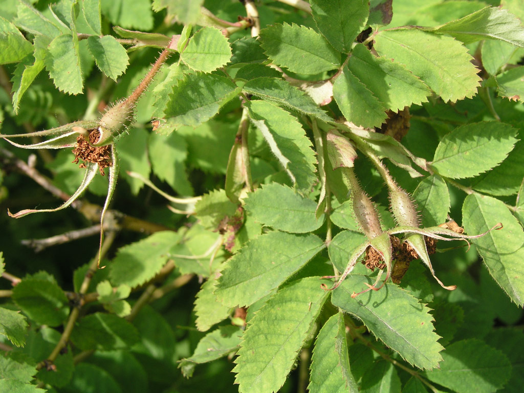 růže Rosa pendulina