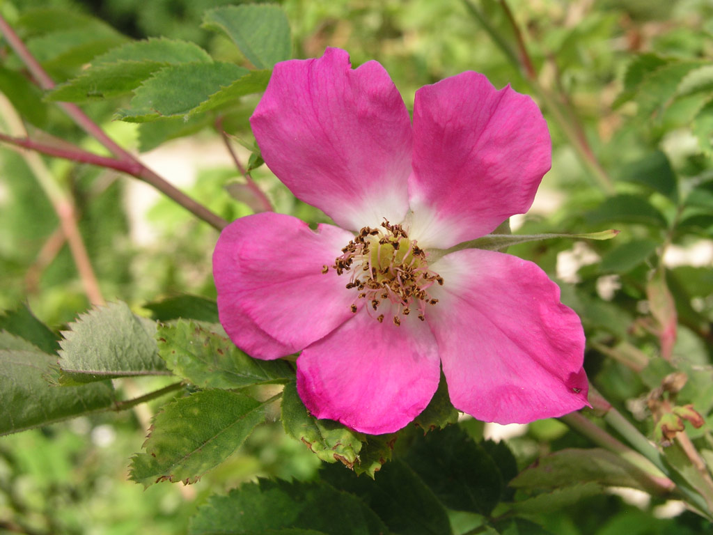 růže Rosa pendulina