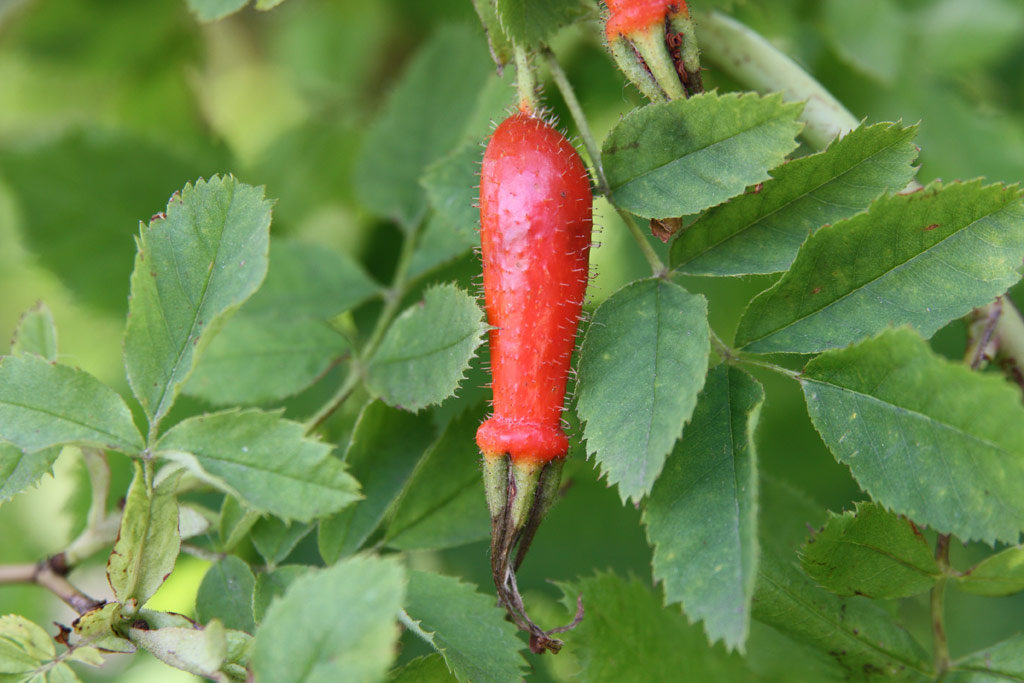 růže Rosa pendulina