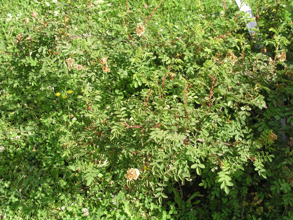 růže Rosa pimpinellifolia Lutea Plena