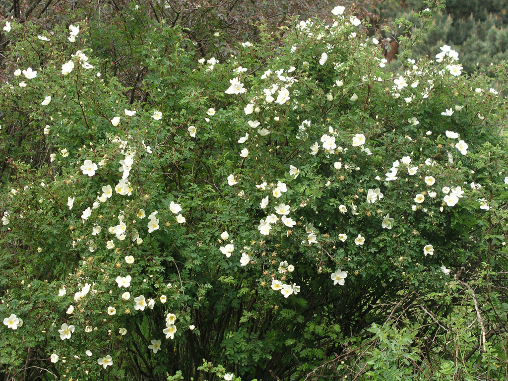 růže Rosa pimpinellifolia var. altaica