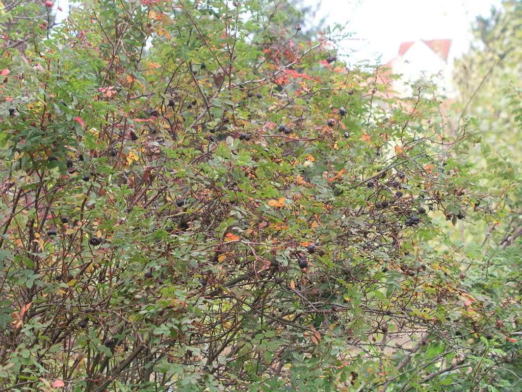 růže Rosa pimpinellifolia var. altaica